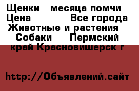 Щенки 4 месяца-помчи › Цена ­ 5 000 - Все города Животные и растения » Собаки   . Пермский край,Красновишерск г.